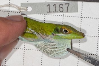 Media type: image;   Herpetology R-190743
